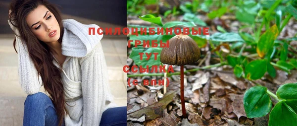 крисы Магас